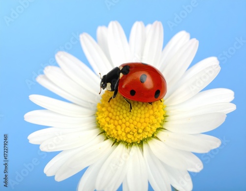 A bright red ladybug with black spots rests on a white daisy with a vibrant yellow center, set against a solid light blue background