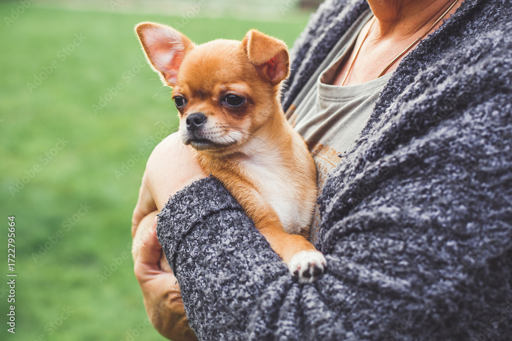Obraz premium Alert chihuahua puppy with light red brown fur sitting in woman s arms outdoors, symbol of loyalty, tenderness and pet care, concept of love and friendship with animals, outdoors