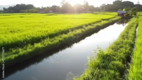 Irrigation channel through rice paddies