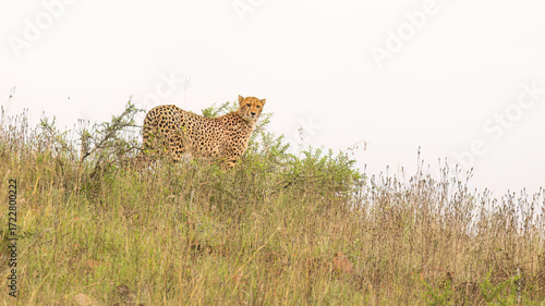 A cheetah walks amongst the grasses along a ridge and uses the heights as an observation point as it prepares to undertake a hunt in this high key photo in a game reserve in South Africa.