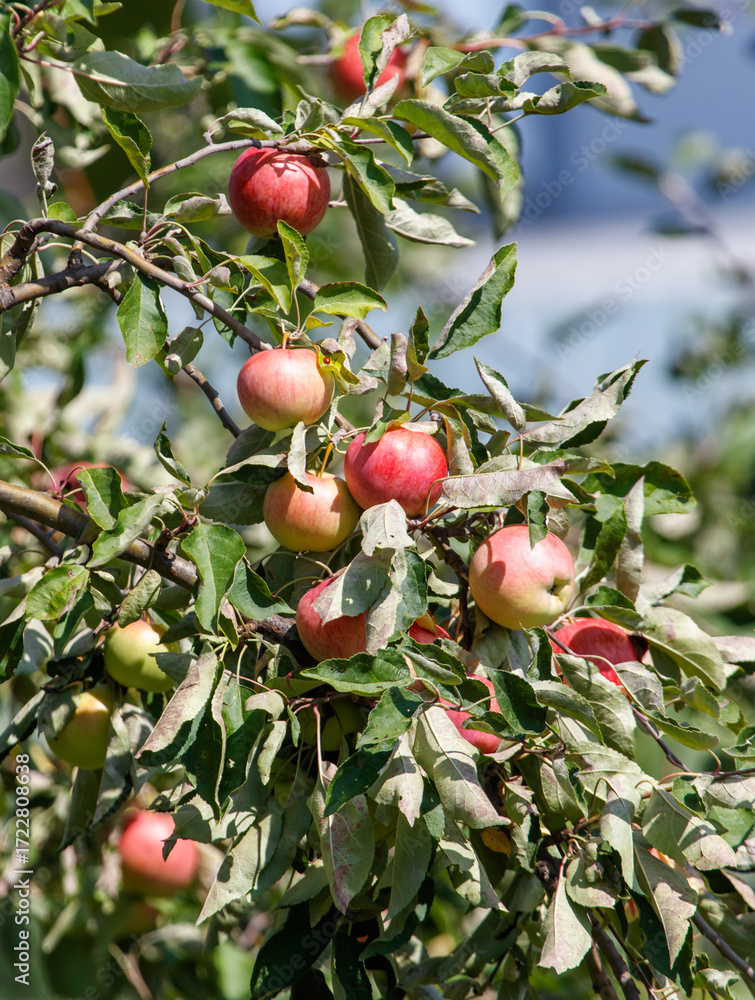 Obraz premium Tree with many apples on it