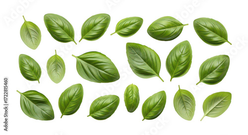 Fresh Basil Leaves On Black Background