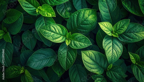 An aerial view shows a dense bed of vibrant green leaves, some catching the light, creating a sense of depth and lushness