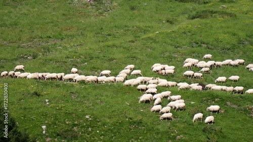 Herd of sheep are grazing in a grassy field