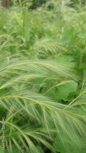 Grass blades close up