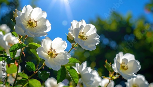 Blooming white roses reaching for the sun against a vibrant blue sky backdrop, accented by lush green foliage in an idyllic garden setting