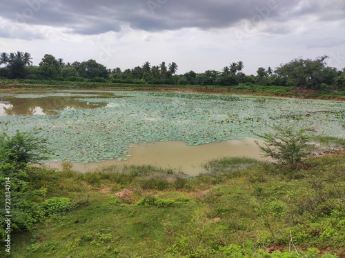 Village lotus flower pond, Udayarpalayam, Ariyalur District, Tamil Nadu, India