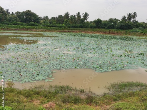 Village lotus flower pond, Udayarpalayam, Ariyalur District, Tamil Nadu, India