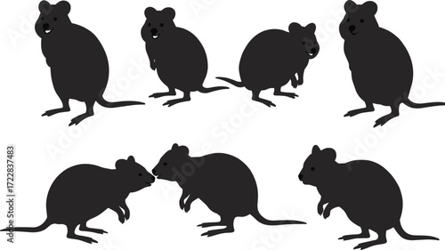 Vector illustration of cute quokka silhouettes in different poses, representing wildlife, animal character, cartoon style, Australian fauna, nature, and biodiversity.