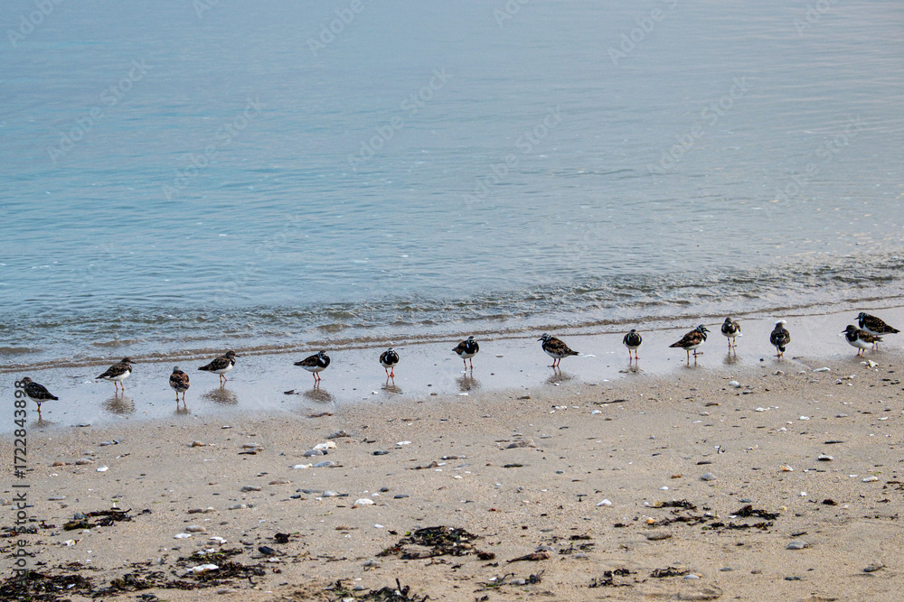 Naklejka premium Oiseaux sur la plage