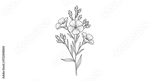 Detailed botanical illustration of a flowering plant with delicate petals and buds.