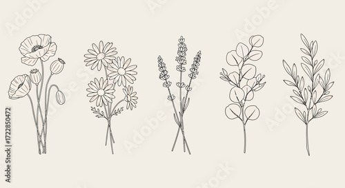 Collection of hand-drawn botanical illustrations featuring poppy, daisy, lavender, eucalyptus, and a leafy branch in a minimalist line art style.