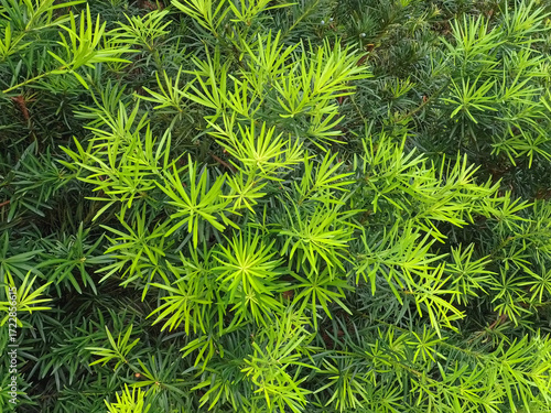 植物の背景