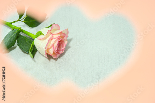 A fresh pink rose on a white love heart shape gift box, brown bow with ribbon