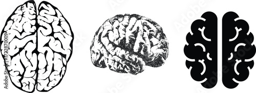 Brain, Vector Illustration