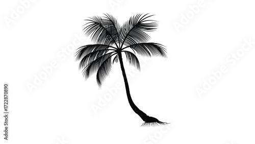 palm tree silhouette