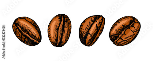 Hand drawn vintage colored realistic coffee beans. Packaging and logo design. Retro isolated sketch vector illustration.