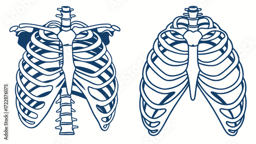 Detailed Anatomical Illustration of Human Rib Cages in Frontal View
