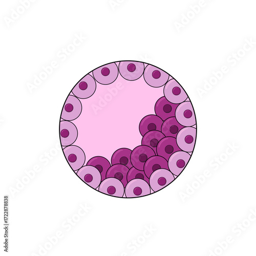 Blastocyst illustration. Mammals in the post-morula stage, egg cell illustration. Vector illustration for medical posters, labs, or science education.