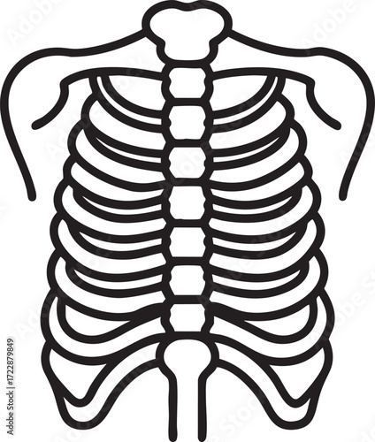 human spine anatomy