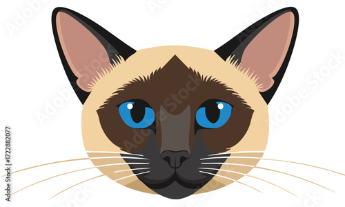vector illustration of a cat