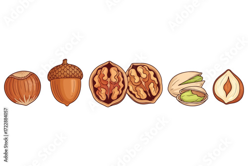 Vector art of a variety of nuts the nuts include hazelnut, acorn, walnut, pistachio, and filbert each nut is a different shape and size, and has a unique texture