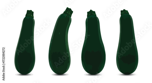 Four dark green zucchini vegetables displayed individually against a clean white backdrop vector