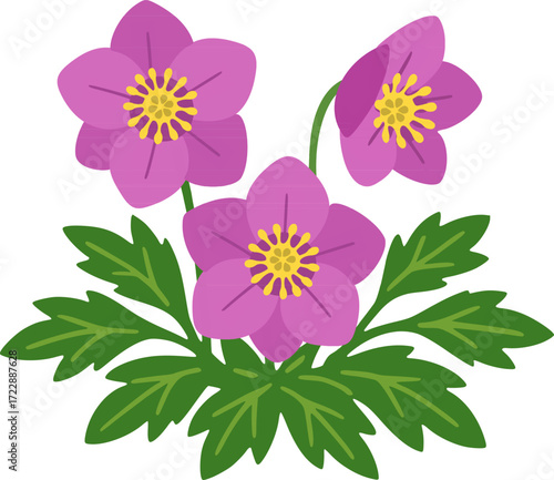 Pink Christmas Rose Illustration – Helleborus Vector Flower