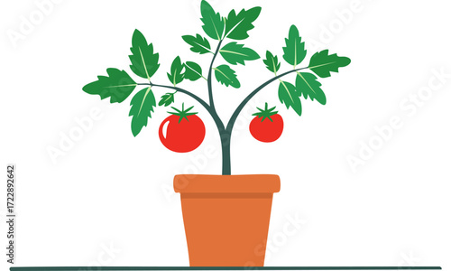 plant in pot