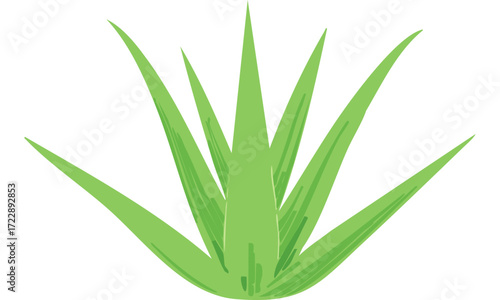 aloe vera plant isolated