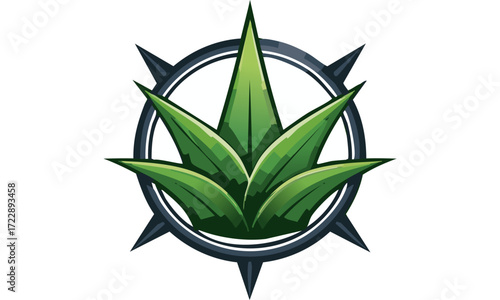 aloe vera plant