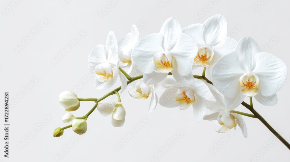Obraz premium Elegant White Orchid Flower Arrangement with Soft Background