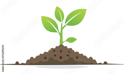 plant in the soil