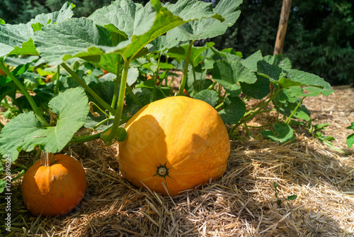 Pumpkins growing in garden on straw mulch
