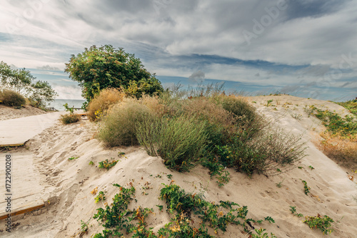 Fototapeta Naklejka Na Ścianę i Meble -   Zelenogradsk, Curonian Spit National Park. Sand dunes on the shore of the Baltic Sea