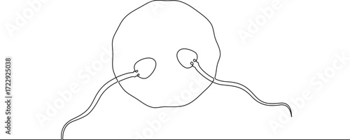 Continuous one line drawing Sperm and female egg. Conception. .Line art.One continuous line isolated illustration.Not AI.