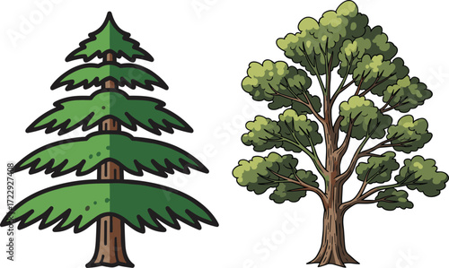 Coniferous vs deciduous tree illustration for botanical education, forest design, seasonal graphics, nature comparison, and landscape vector content
