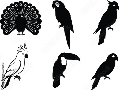 Peacock silhouette, parrot illustration, cockatoo bird, toucan design, exotic birds, tropical wildlife, bird silhouettes, decorative artwork, nature drawing, ornithology study