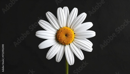 A single daisy with bright white petals and a golden center stands against a dark gray background. Its green stem is slender and upright