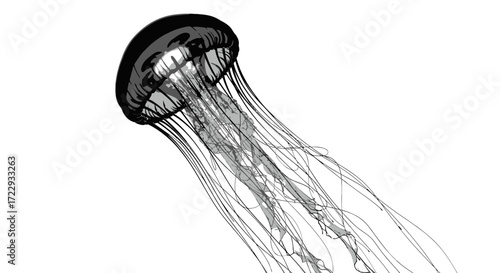 Stylized jellyfish artwork showcasing intricate tentacle design and grayscale color palette