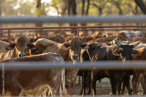 Australian livestock at a cattle station in Western Australia.	