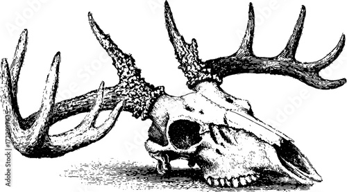 Vintage deer skull with antlers in a detailed black and white vector illustration. This graphic design is suitable for art and educational purposes.
