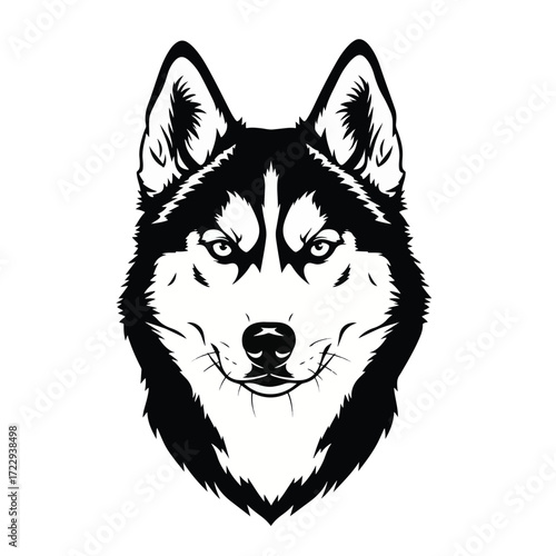 Siberian husky head isolated on white background. Vector illustration.