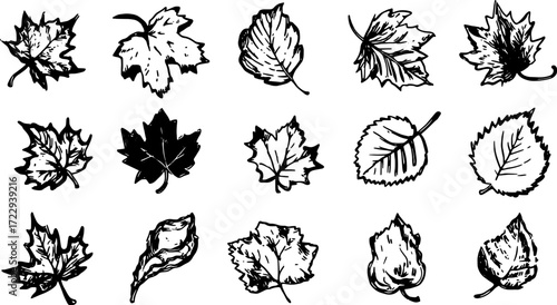 Collection of leaf illustrations in black and white. Simple vector drawings showcasing various plant shapes in a cohesive set.