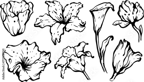 Flower sketch illustration in black and white. This simple vector design features elegant petals, showcasing natural beauty in a decorative set.