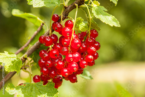 Johannisbeeren am Strauch - Ökologischer Obstanbau