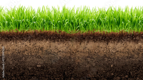Lush green grass blades sprouting from rich dark soil, showcasing root system