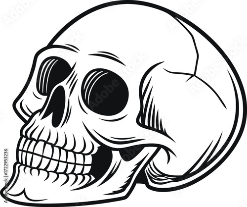 Black and white skull illustration on white background Keywords: skull, head, bone, skeleton