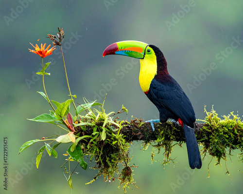 Colorful Keel-Billed Toucan Perched on Tree Branch in Tropical Rainforest | Costa Rica Wildlife