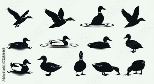 Silhouette illustration of various duck poses including flying swimming and standing ducks on white background